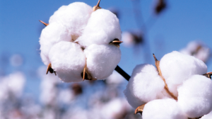 http://about.hm.com/AboutSection/en/About/Sustainability/Commitments/Use-Resources-Responsibly/Raw-Materials/Cotton.html